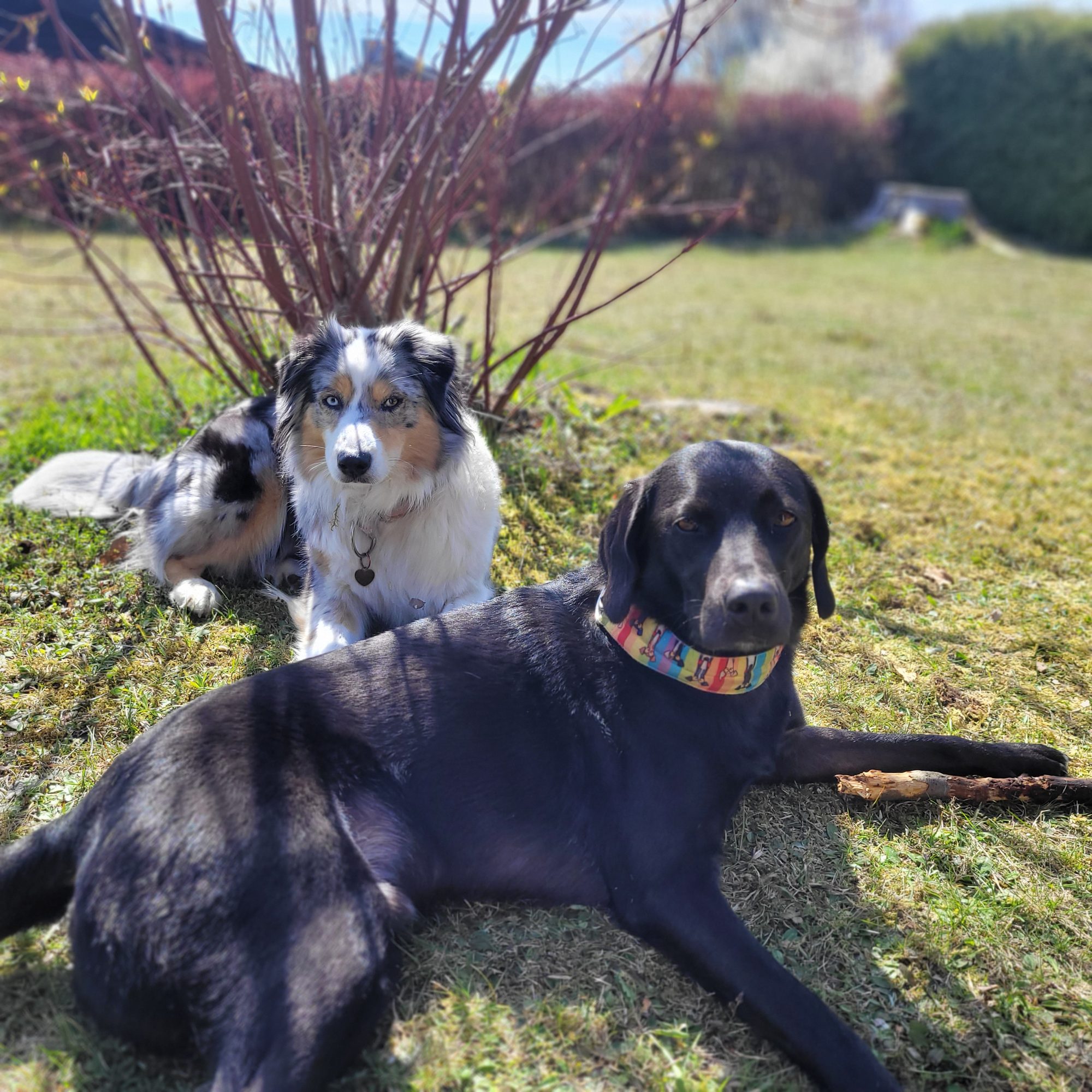 Drei Hunde im eingezäunten Garten