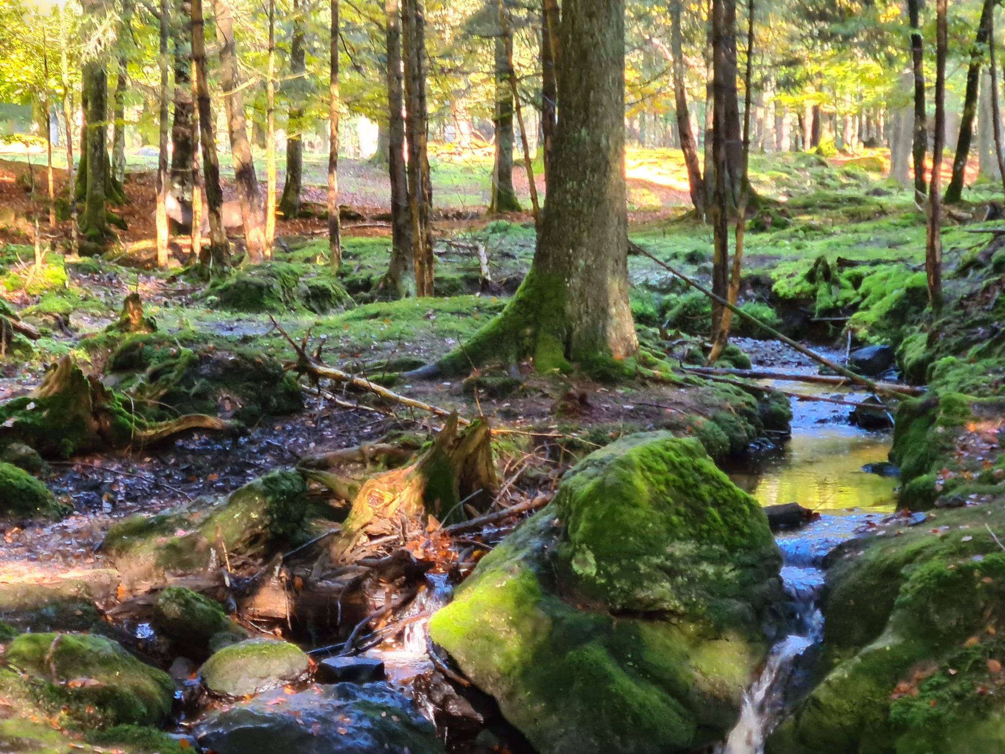 Natur im Bayerischen Wald