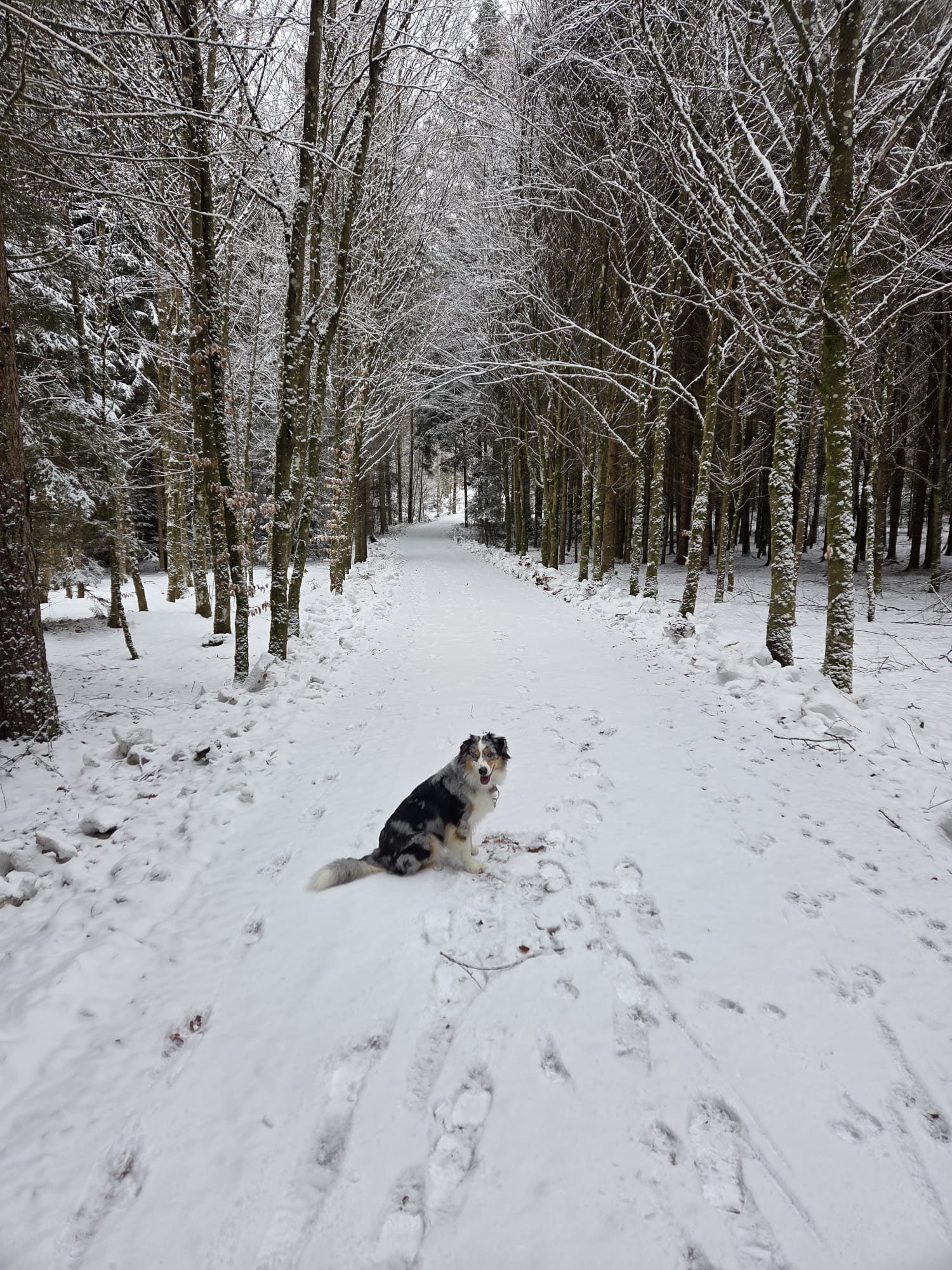 Bayerischer Wald